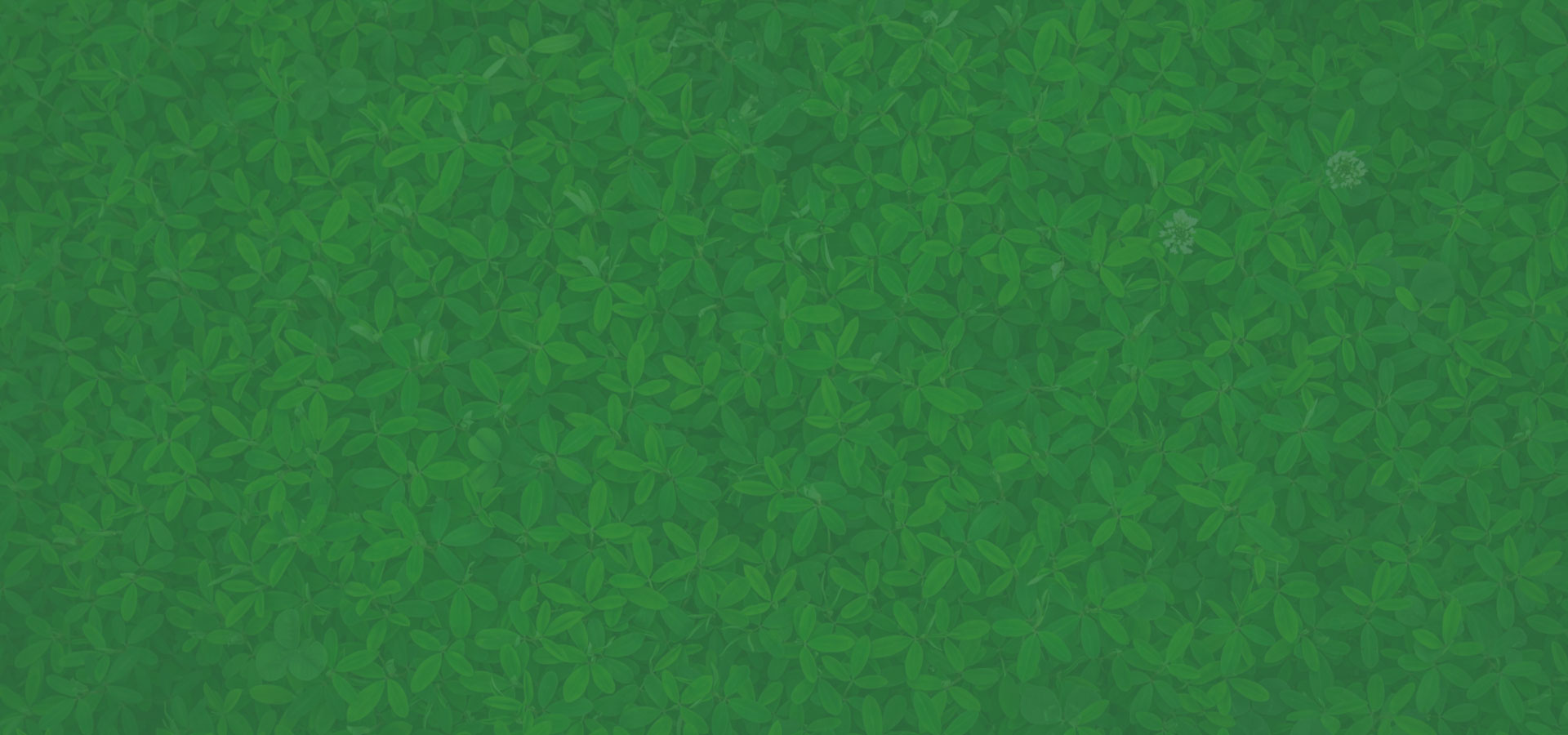 banner_bg.jpg